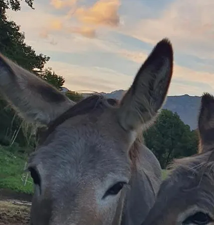 אוהל מפואר White Tent Mountain View In Camp Garden Park *