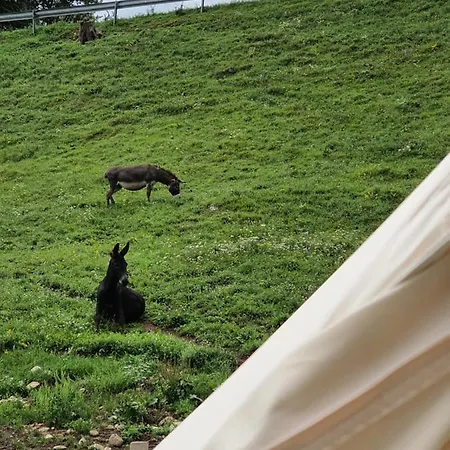 White Tent Mountain View In Camp Garden Park