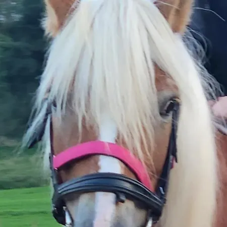 White Tent Mountain View In Camp Garden Park אוהל מפואר