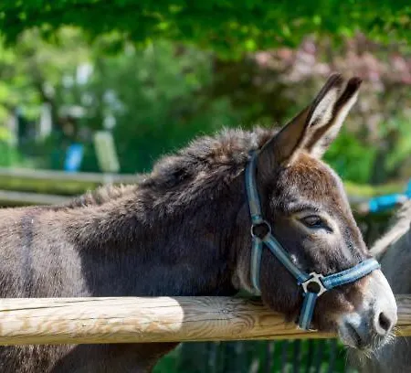 אוהל מפואר White Tent Mountain View In Camp Garden Park רדובליצ'ה