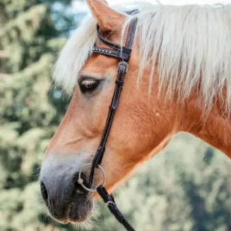 White Tent Mountain View In Camp Garden Park אוהל מפואר רדובליצ'ה