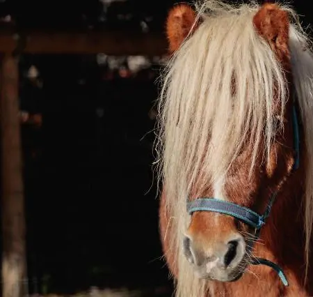 White Tent Mountain View In Camp Garden Park *