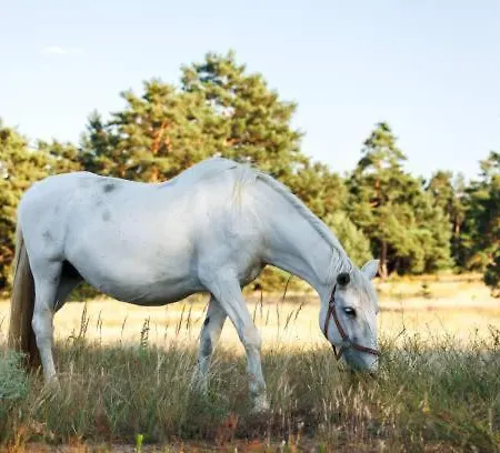 White Tent Mountain View In Camp Garden Park *