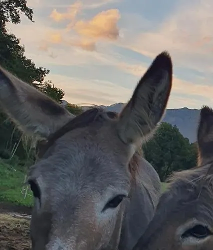 Luxuszelt White Tent Mountain View In Camp Garden Park *