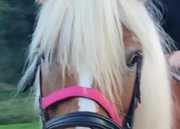 White Tent Mountain View In Camp Garden Park Luxury tent