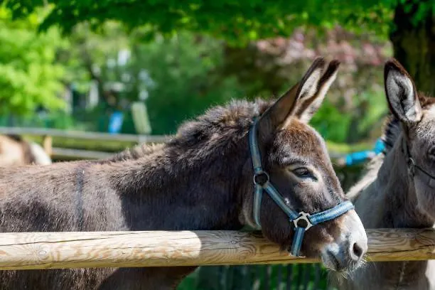 Tente de luxe White Tent Mountain View In Camp Garden Park Radovljica