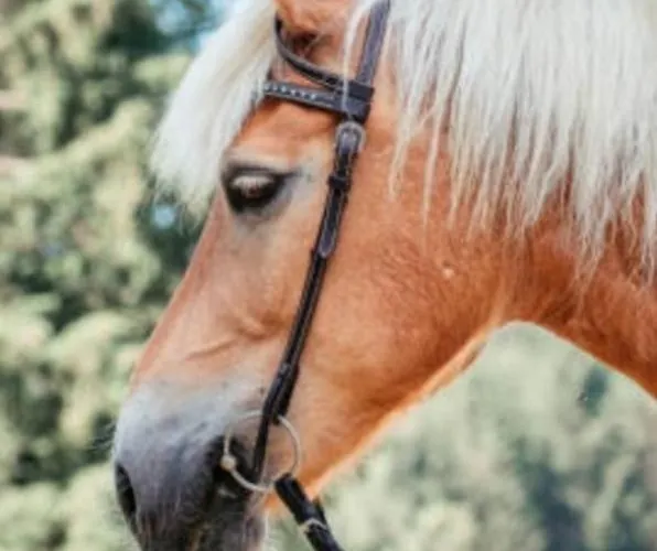 White Tent Mountain View In Camp Garden Park Luxuszelt Radovljica