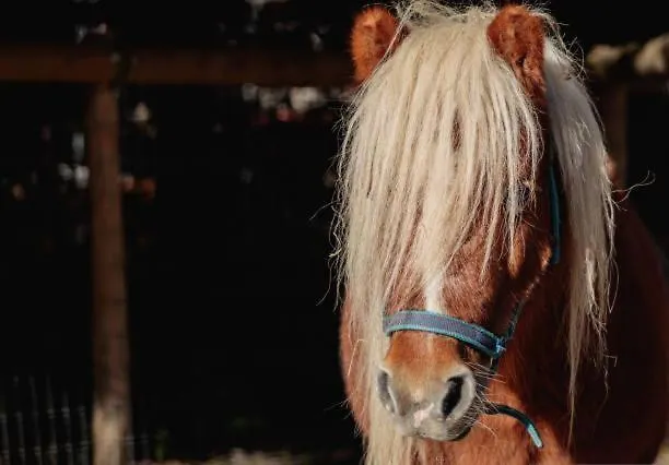 White Tent Mountain View In Camp Garden Park *