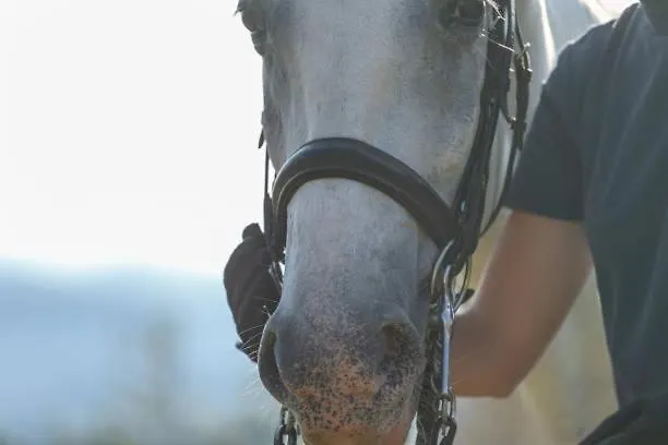 White Tent Mountain View In Camp Garden Park * Radovljica