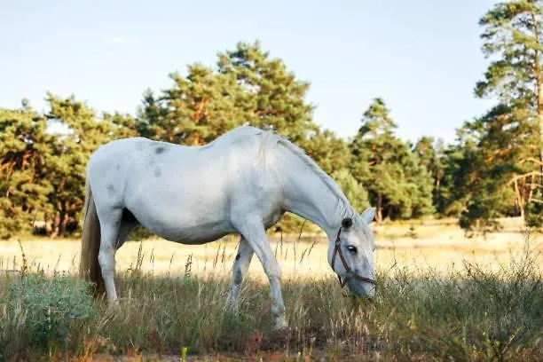 White Tent Mountain View In Camp Garden Park *